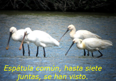 Re: la laguna de chozas de arriba se seca